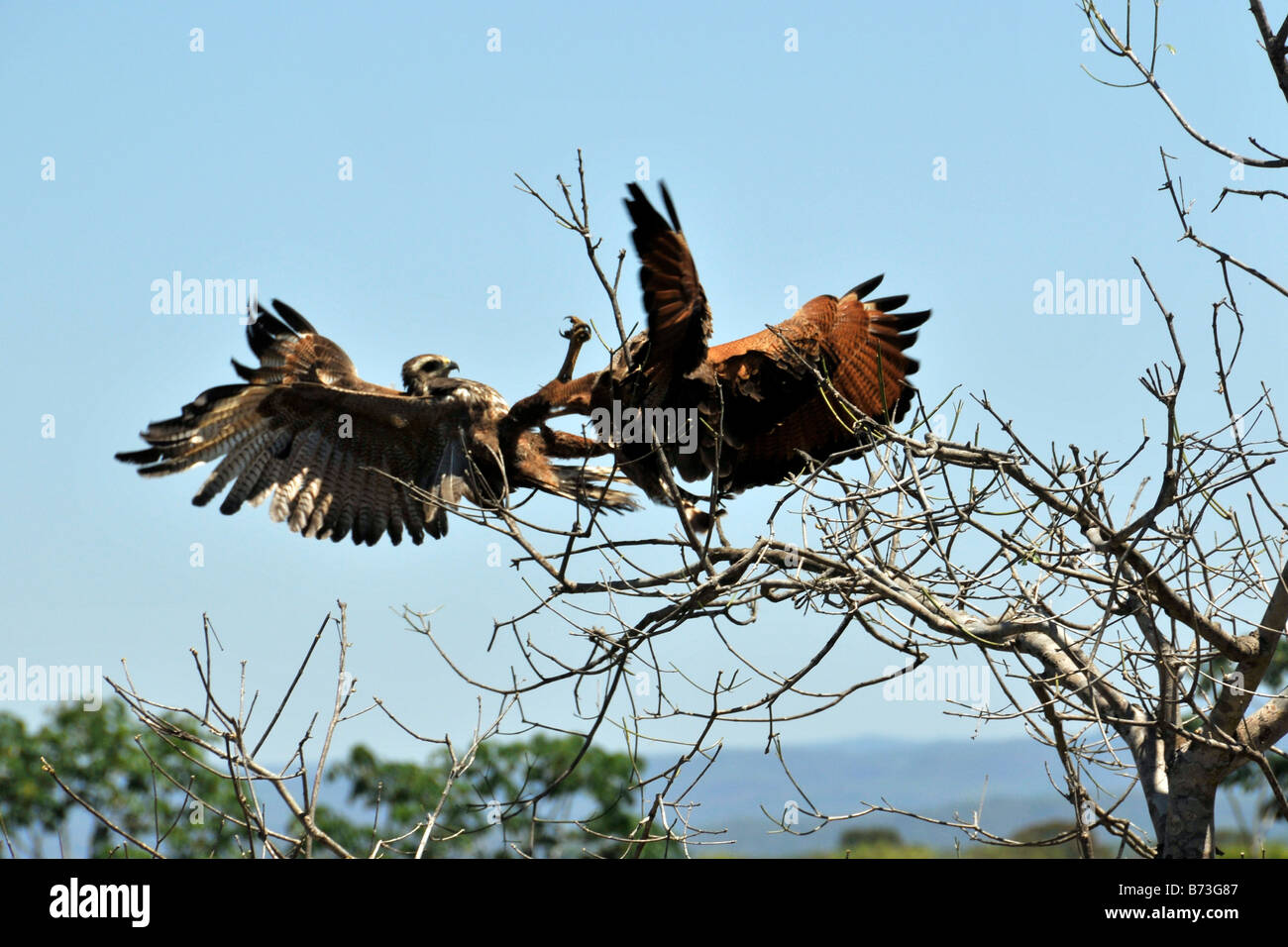 Falco di savana Heterospizias meridionalis la carica a ogni altro Miranda Pantanal del Mato Grosso do Sul in Brasile Foto Stock
