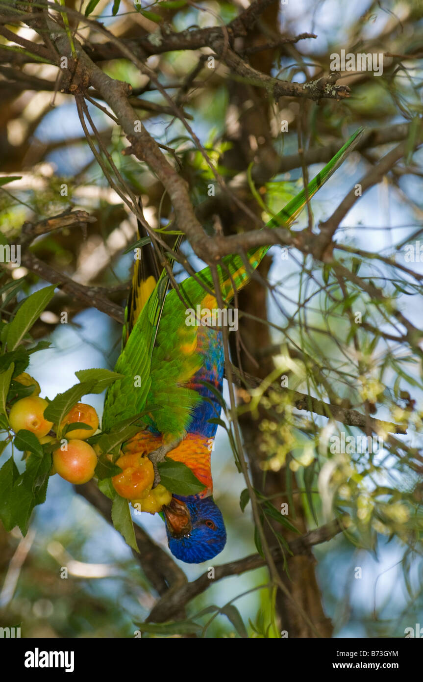Un arcobaleno di alimentazione lorikeet su frutta Foto Stock