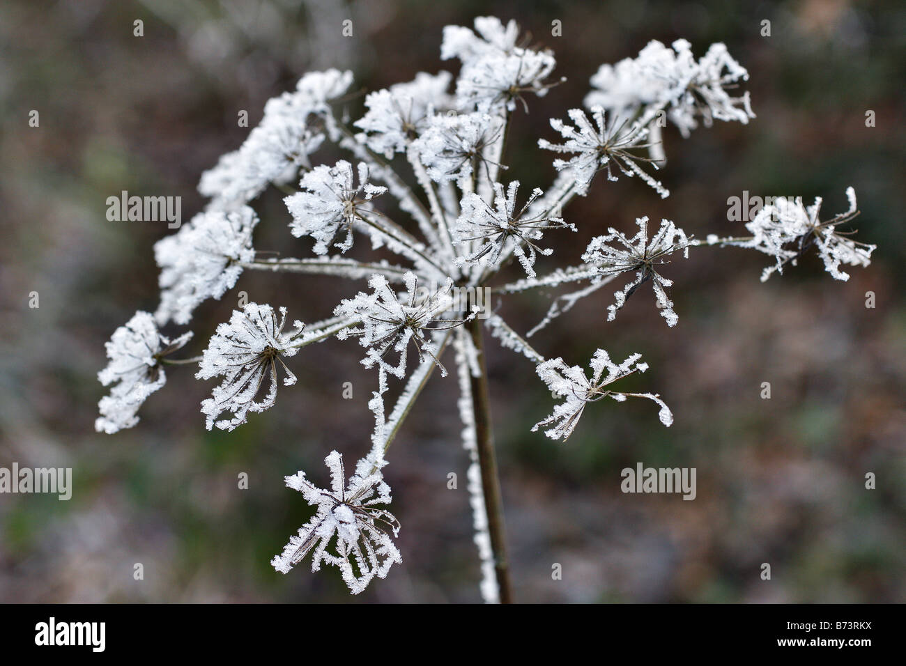 HERACLEUM SPONDYLIUM HOGWEED SEEDHEAD con trasformata per forte gradiente FROST Foto Stock