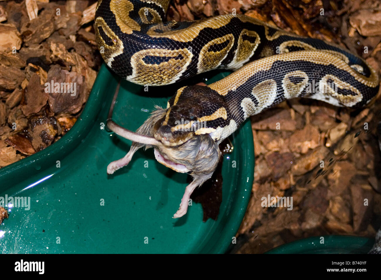 Sfera python mangiando un mouse Foto Stock