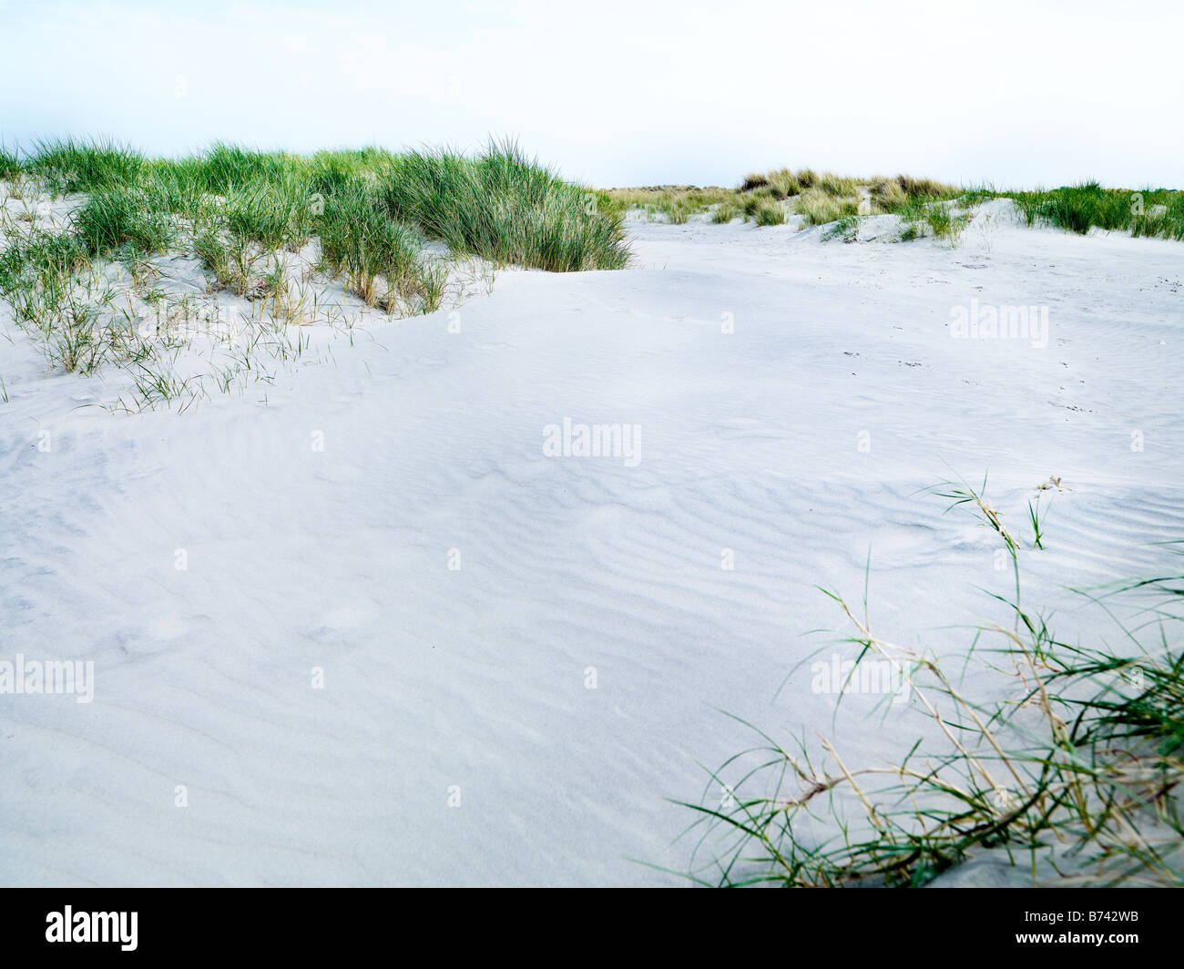 Seagrasses e la sabbia bianca e le dune Foto Stock
