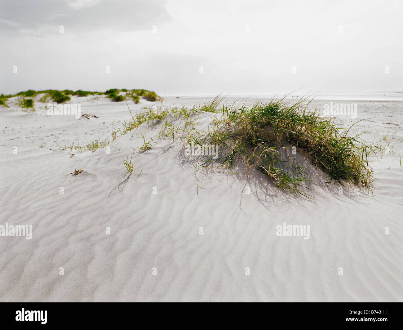 Dune di sabbia sulla spiaggia con ciuffi di piante fanerogame Foto Stock