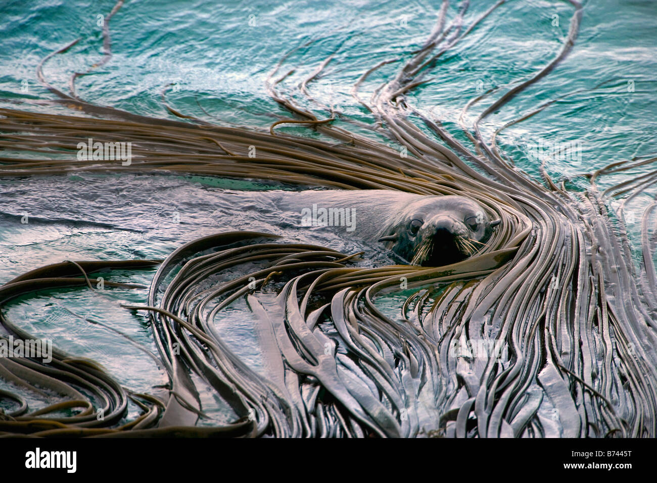 Nuova Zelanda, Isola del Sud, Dunedin, Penisola di Otago, Australasian pelliccia sigillo (Arctocephalus fosteri). Foto Stock