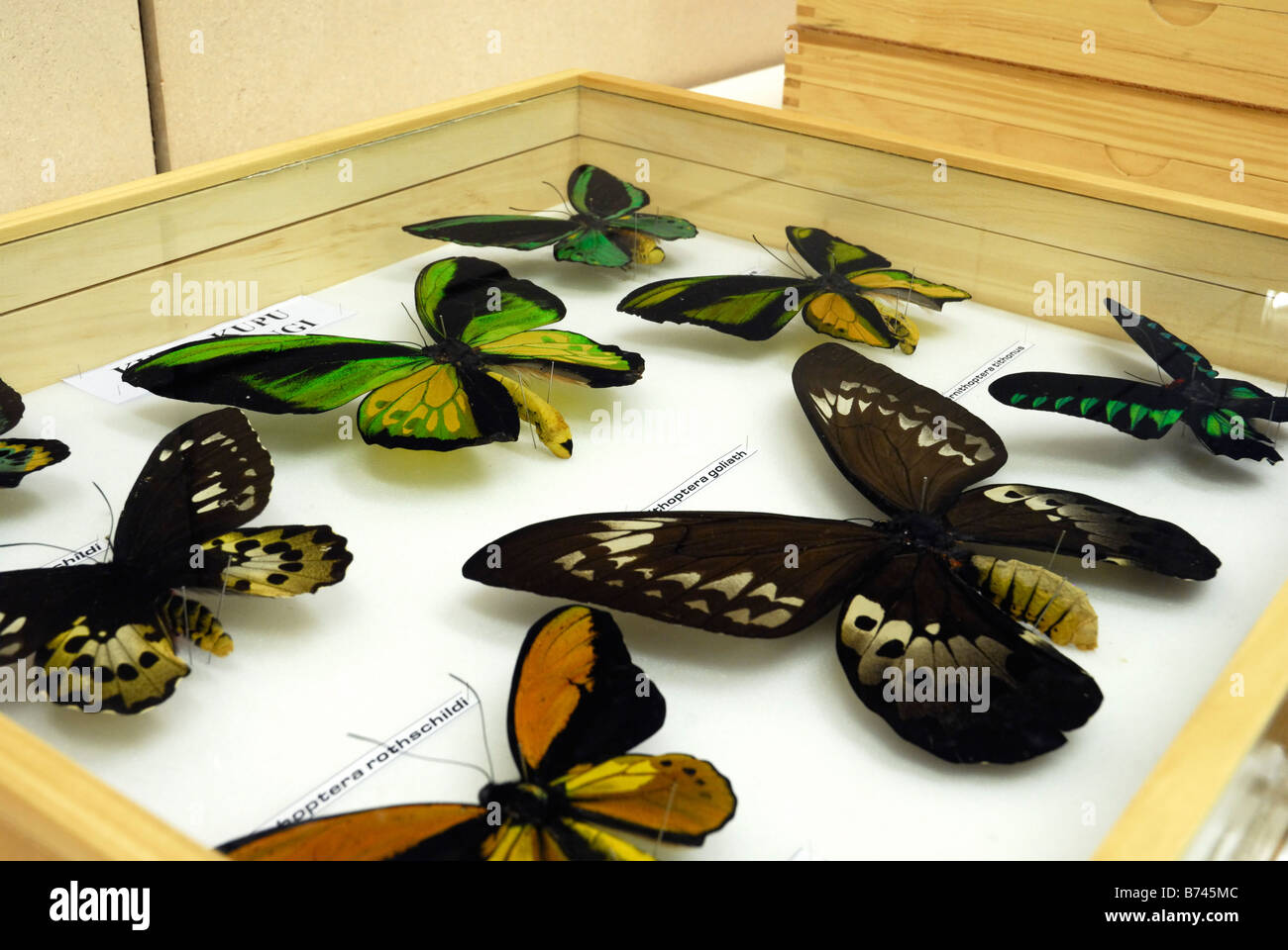 Raccolta di Lepidoptera nel laboratorio di Cibinong Science Center, Indonesia Foto Stock