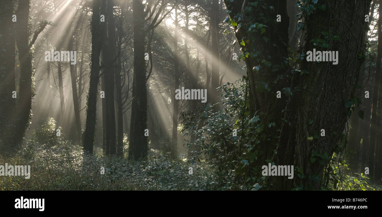 Foresta Peninha all alba con sunburst tra gli alberi, Sintra, Portogallo Foto Stock