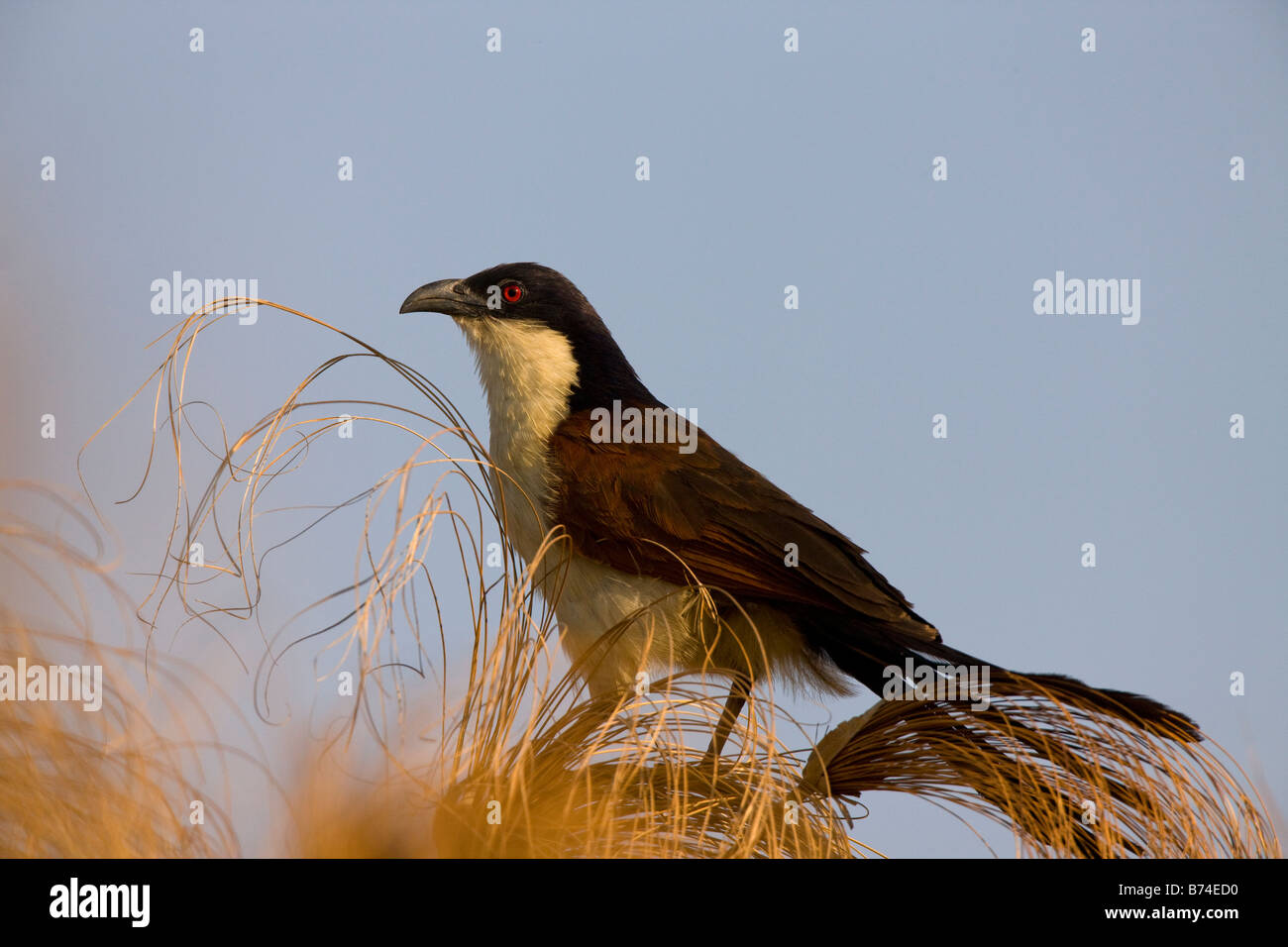 Ramati-tailed Coucal appollaiate su papiro in Okavango Panhandle, Botswana Foto Stock