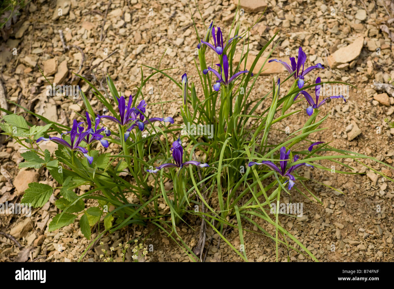 Uno di erba-lasciava iris Iris sintenisii nel nord ovest della Grecia Foto Stock