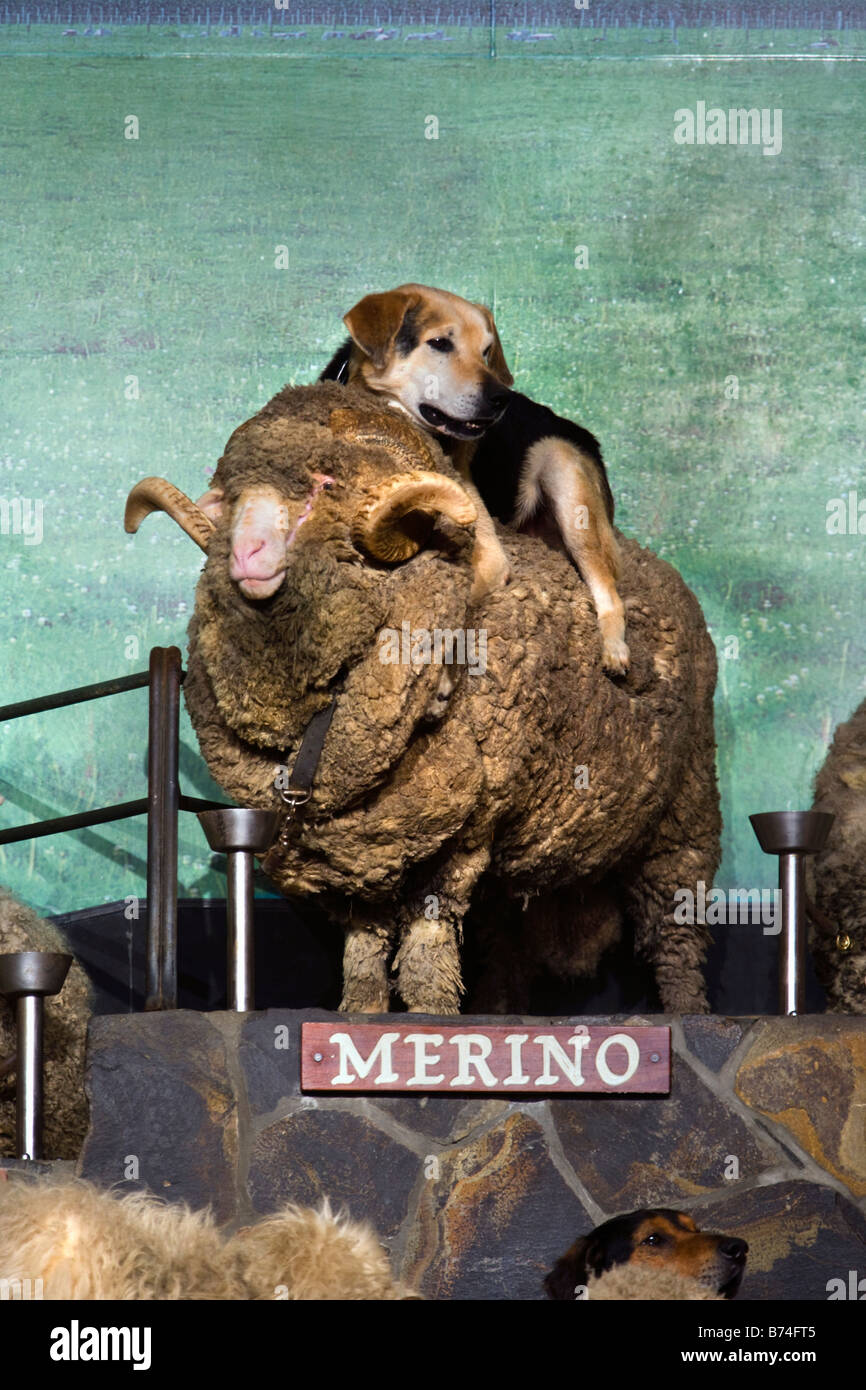 Nuova Zelanda, Isola del nord, Rotorua, Spettacolo delle Pecore all'Agrodome. Pecore Merino. Foto Stock