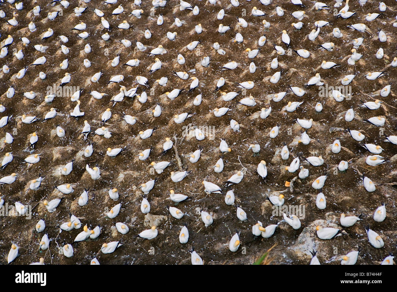 Nuova Zelanda, Isola del nord, Murawai Gannet colonia, Australasian gannett ( Morus Serrator ). Foto Stock