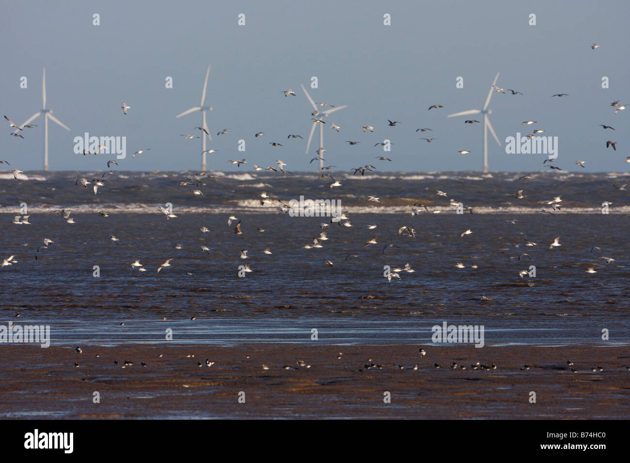 Trampolieri sulle turbine eoliche offshore Talacre Flint riserva RSPB Dee estuario del Galles del Nord Foto Stock