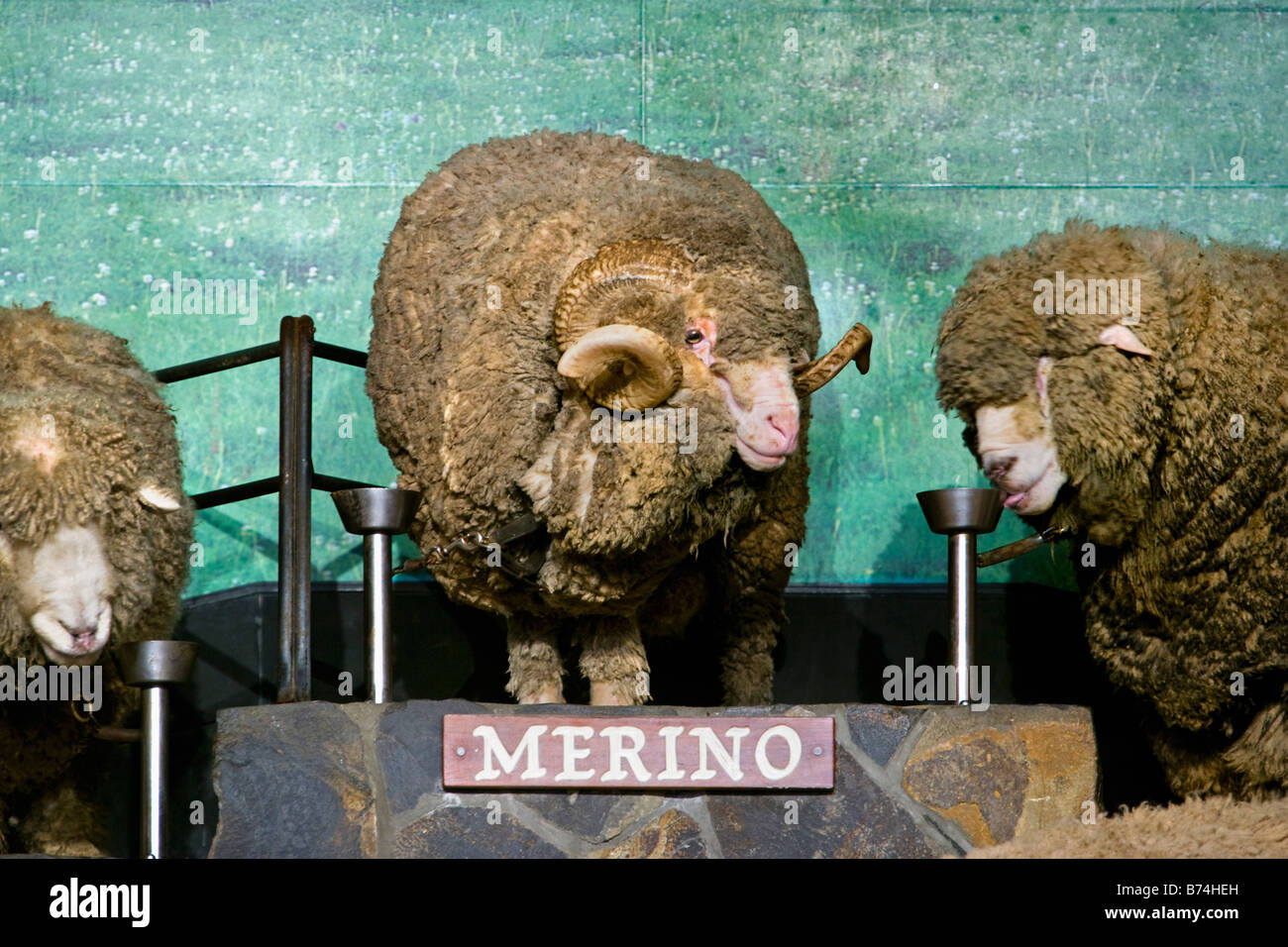 Nuova Zelanda, Isola del nord, Rotorua, Spettacolo delle Pecore all'Agrodome. Pecore Merino. Foto Stock