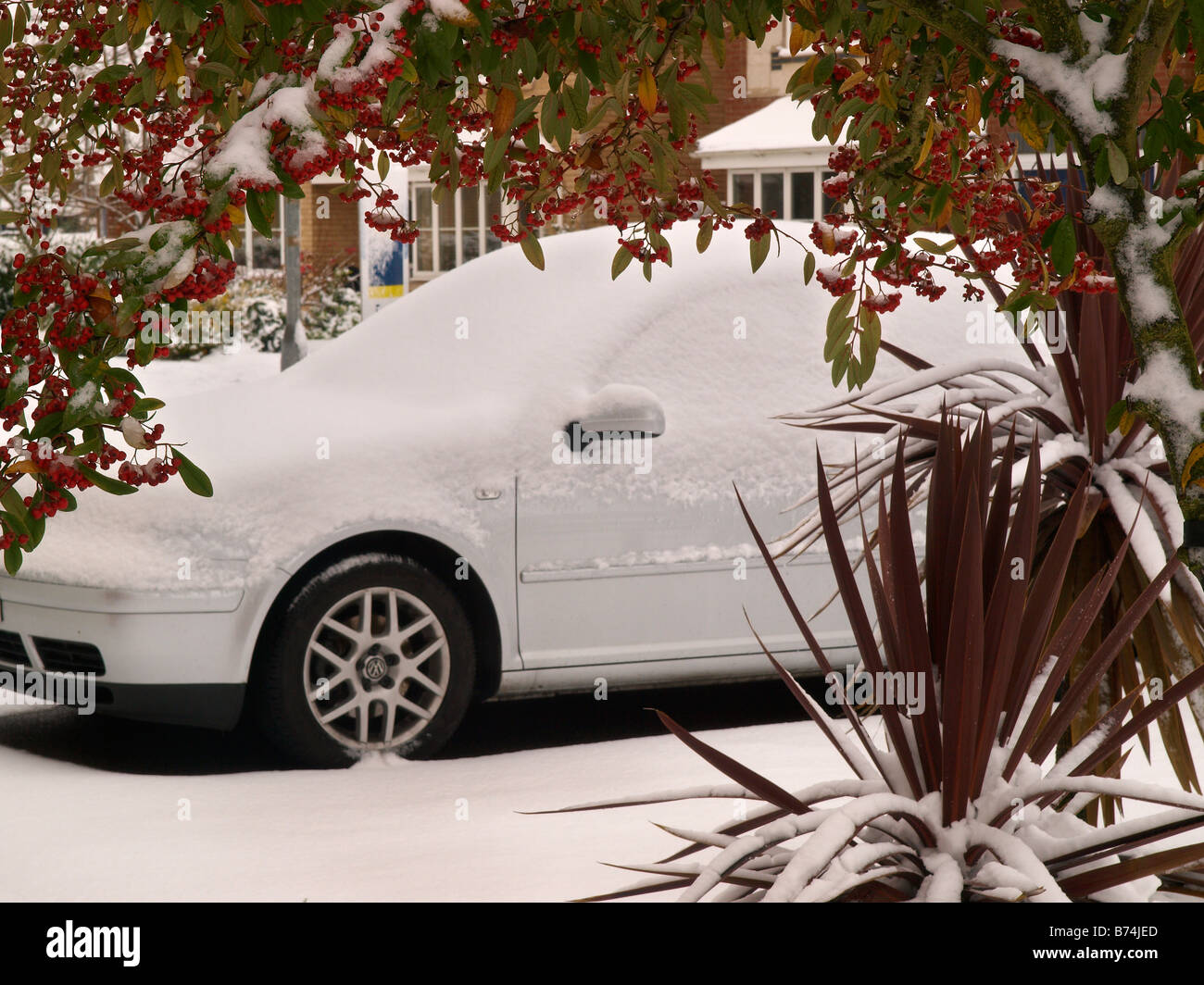 Bianco auto coperti di neve vista attraverso un telaio di carni congelate di bacche rosse, bianco inverno, REGNO UNITO Foto Stock