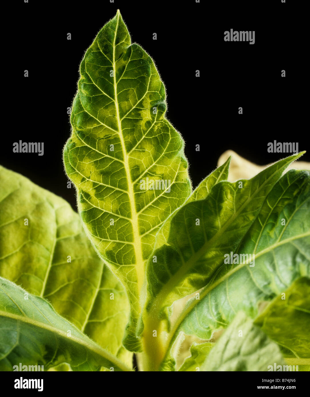 Virus del mosaico del tabacco TMV sintomi di isole di clorosi visto in un retroilluminato con foglie di tabacco Foto Stock