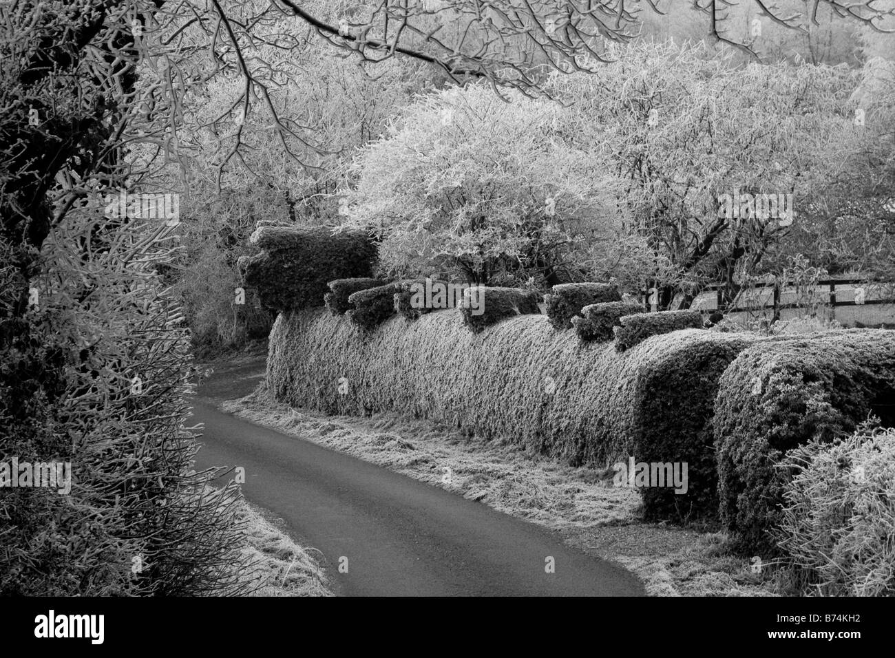 Salvadanaio di siepe sulla corsia Ragdon Church Stretton Shropshire in inverno con trasformata per forte gradiente frost in bianco e nero Foto Stock