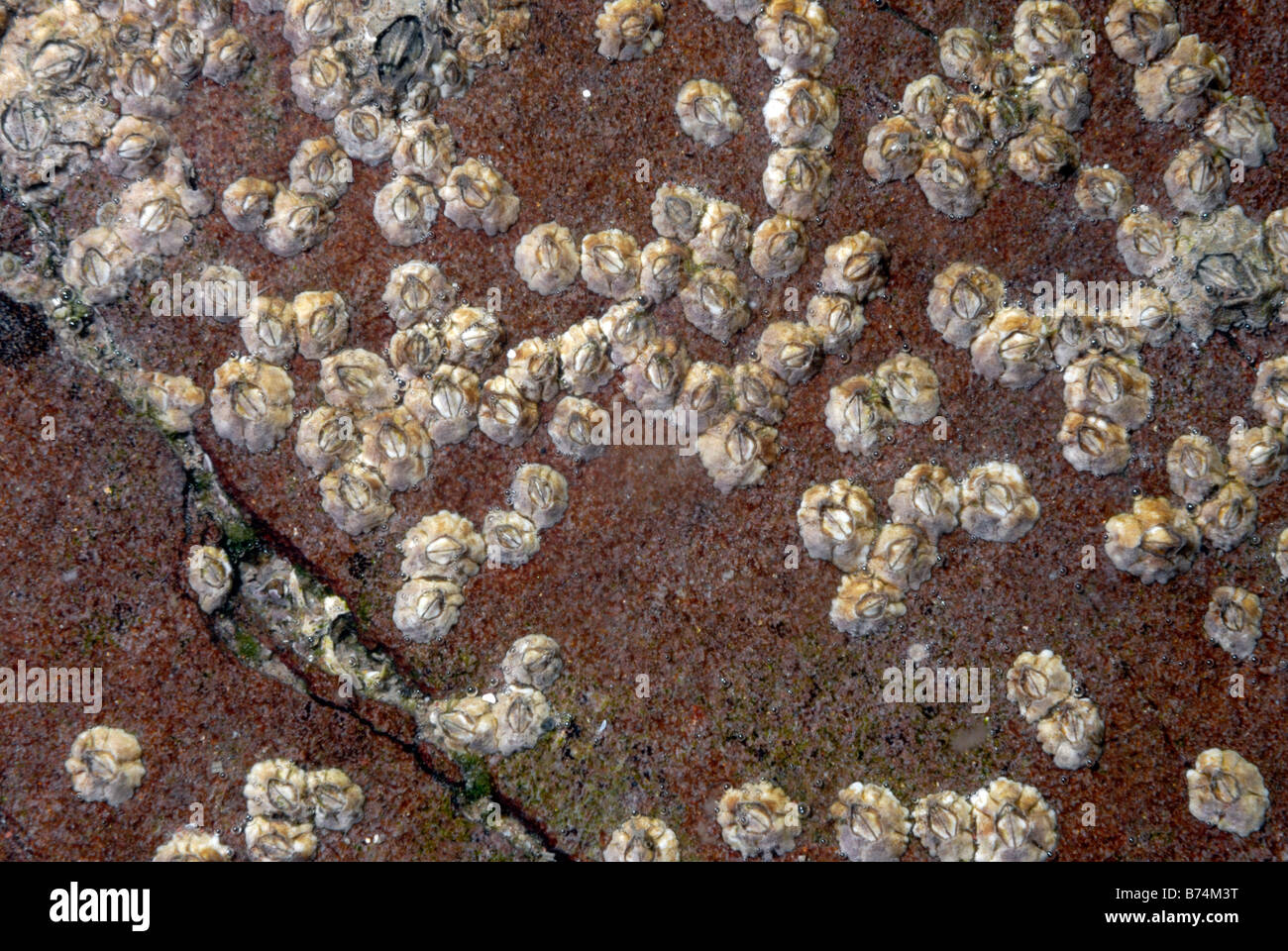 Acorn barnacle Semibalanus balanoides adulti cementato all intertidal rock Wales UK Europa Foto Stock