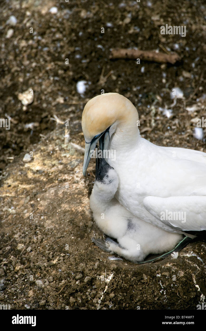 Nuova Zelanda, Isola del nord, Murawai Gannet colonia, Australasian gannett ( Morus Serrator ). La madre e il giovane. Foto Stock