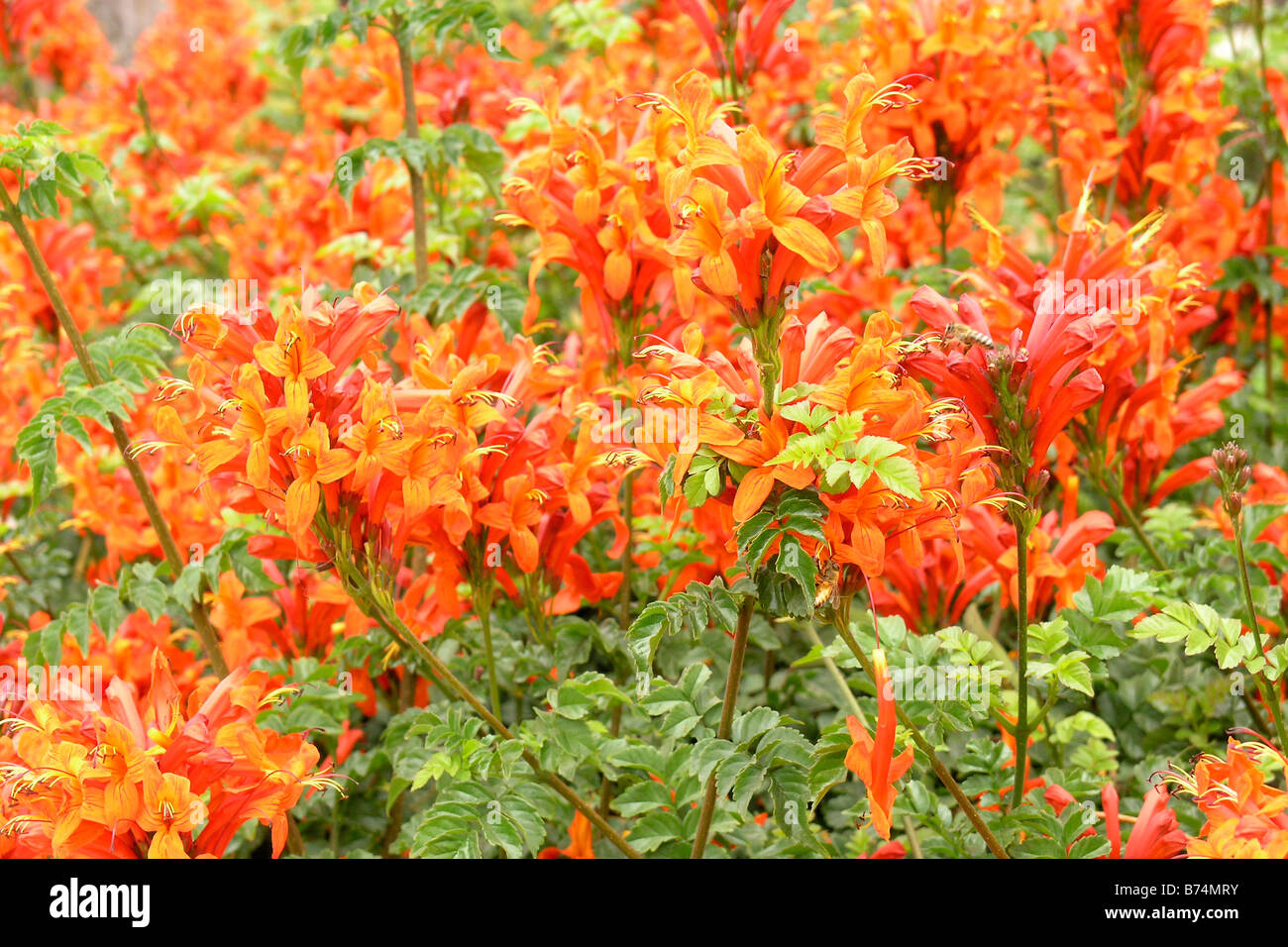 Pianta Bignonia Capensis - Rampicante Con Fiori Arancioni, Vaso 17cm - Foto 2