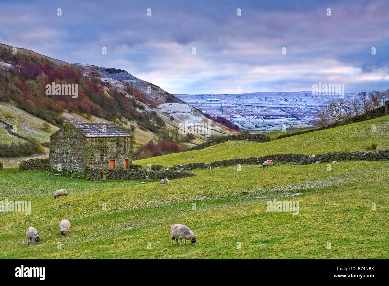Fienile e pecore in Swaledale superiore vicino Thwaite Yorkshire Dales National Park Foto Stock