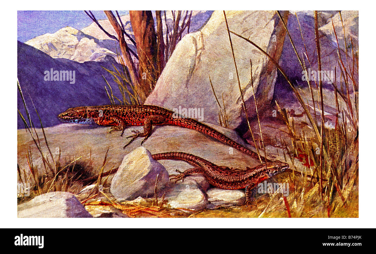 Illustrazione del Blu-throated Keeled Lizard Foto Stock