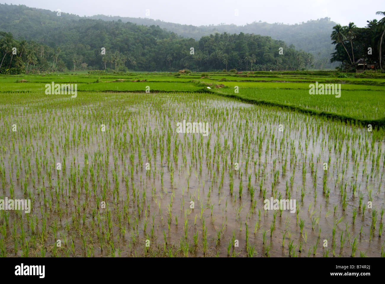 Le risaie, Loboc, Bohol, Visayas, Filippine Foto Stock