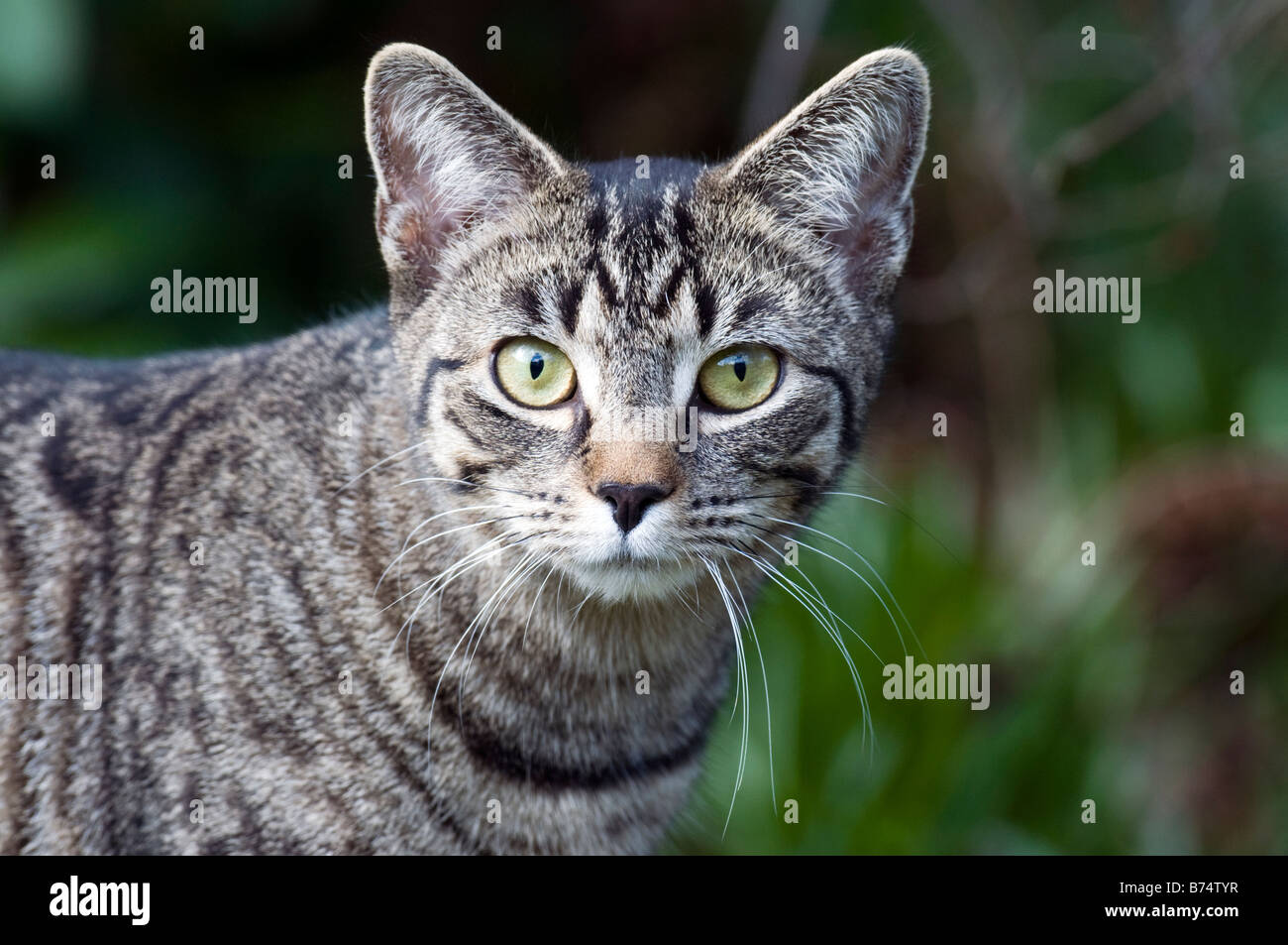 Il gatto domestico in giardino stalking uccelli Foto Stock