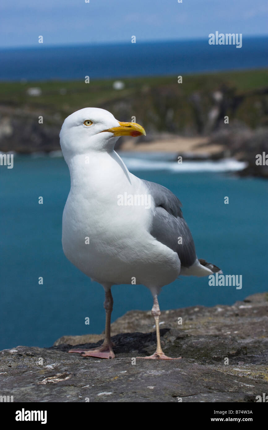 Seagull sulla mensola affacciato sul litorale nella penisola di Dingle Foto Stock