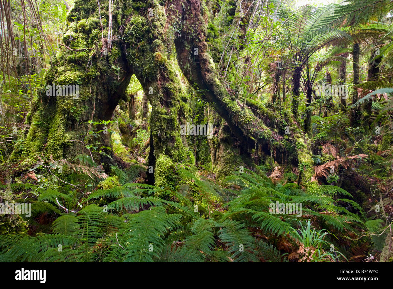 Nuova Zelanda, Isola del Sud, Fox Glacier, Minnehaha a piedi. La foresta pluviale. Foto Stock