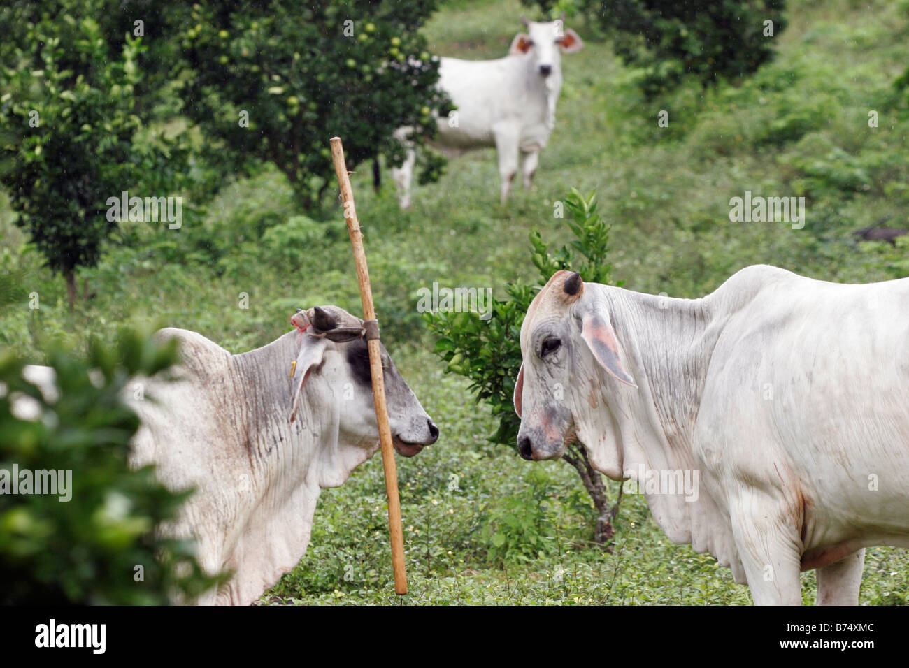 Tre Brahma vacche nel frutteto con stick dispari legato alla testa di una mucca Foto Stock