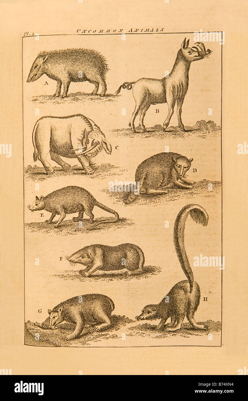 Un 1764 Londra Magazine incisione dei quali erano di pensiero di come gli animali non comuni Foto Stock