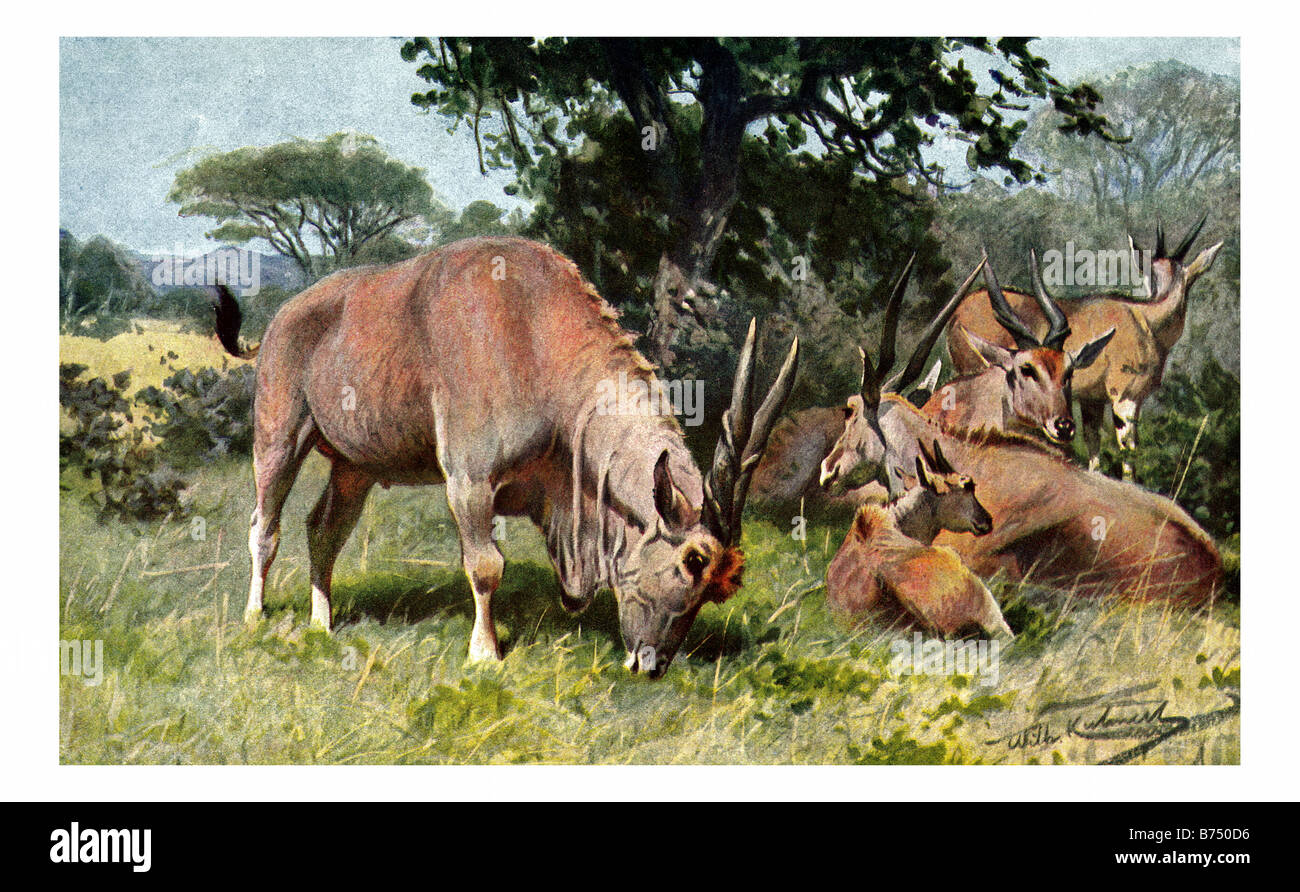 Illustrazione di Giant Eland di antilopi Foto Stock