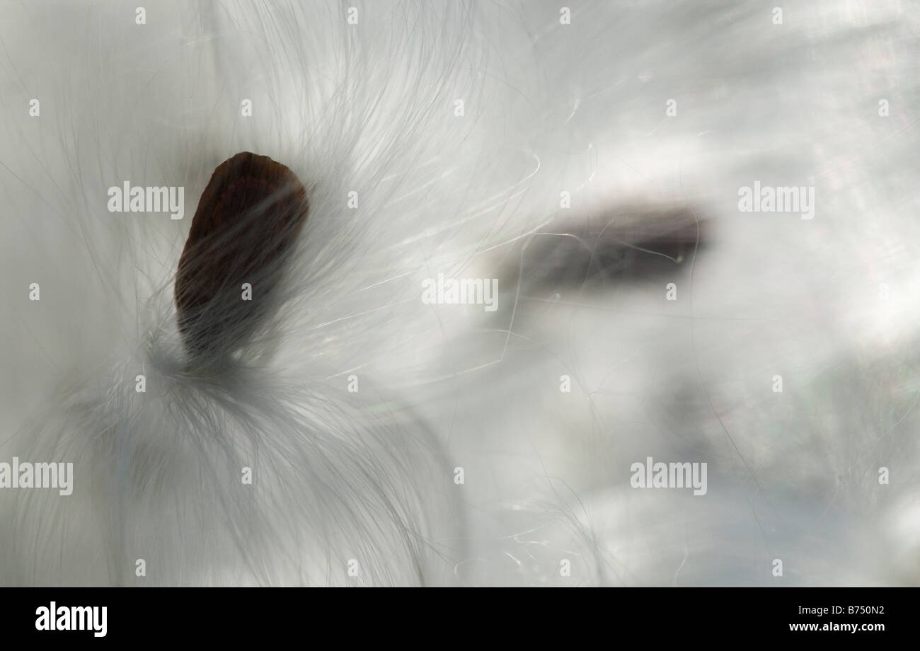 Milkweed, close up (macro) Foto Stock