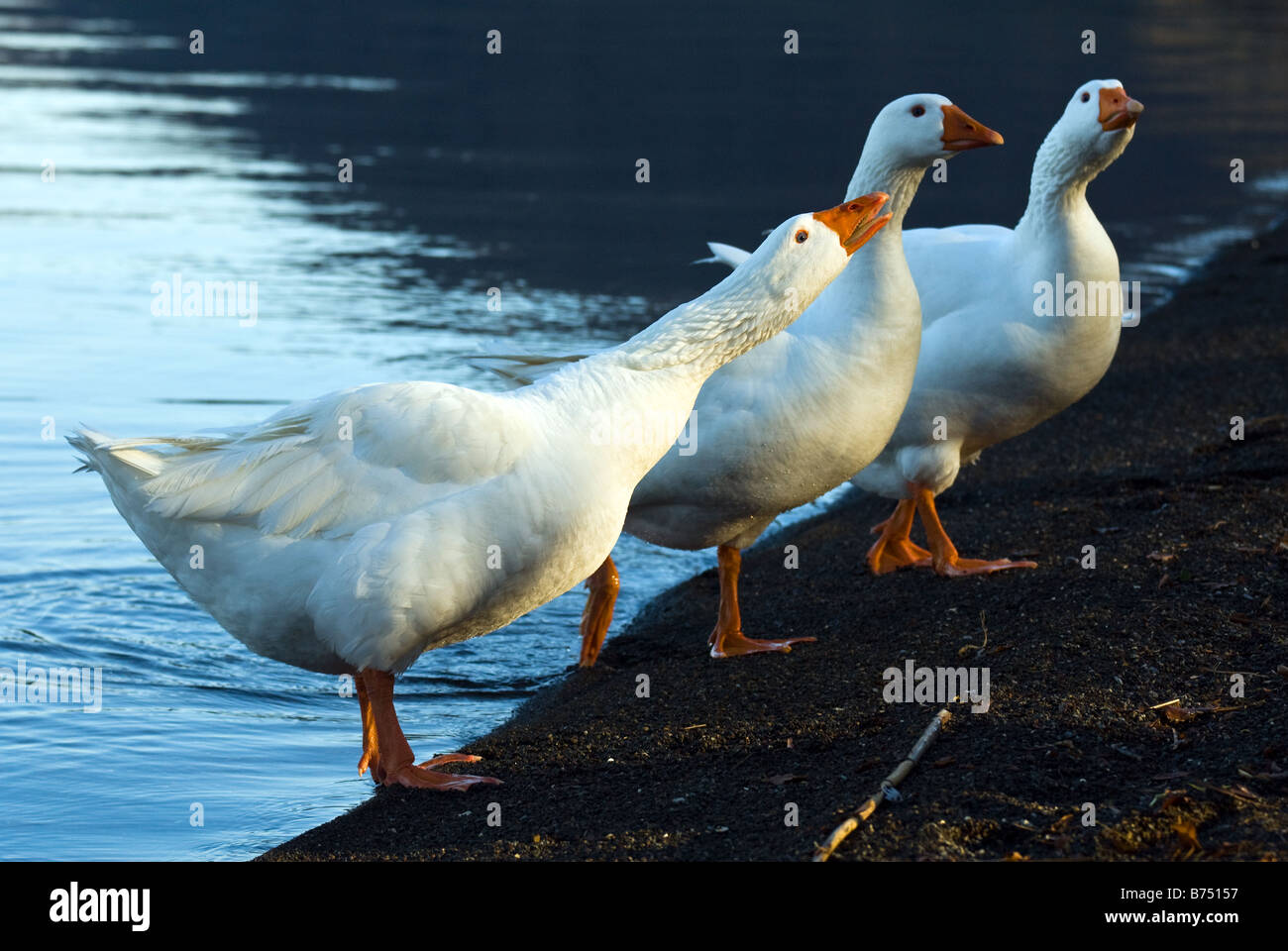 Oca che gridare allarmanti in Lago di Vico in Italia Foto Stock