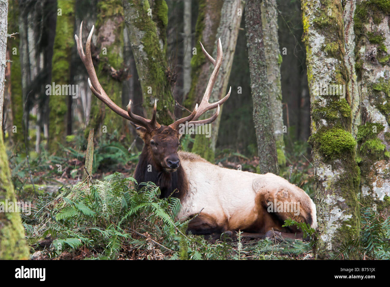 Maschio di Roosevelt Elk in western Washington forest Foto Stock