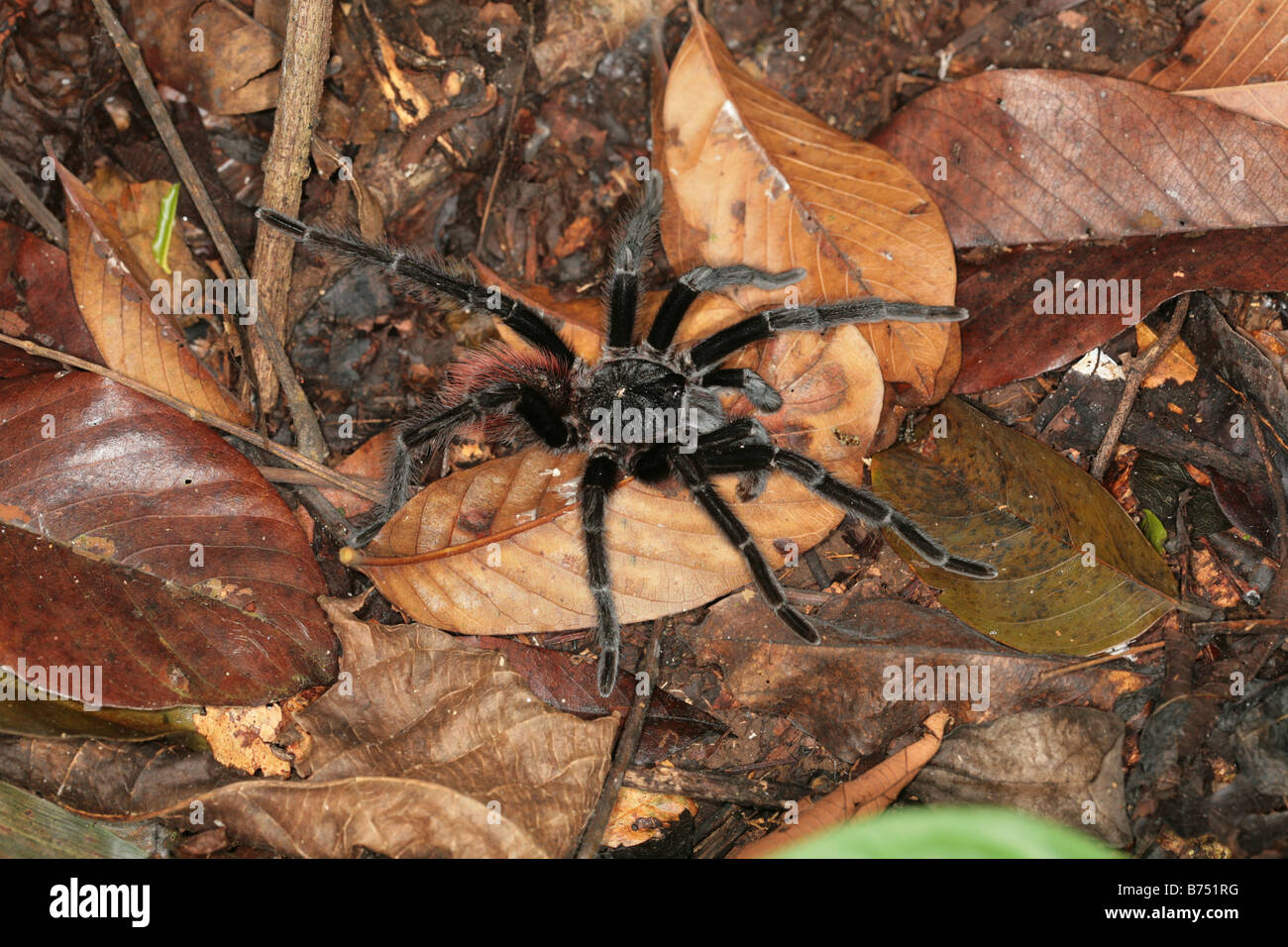 Sericopelma rubronitens spider visto a Panama la foresta pluviale. Foto Stock