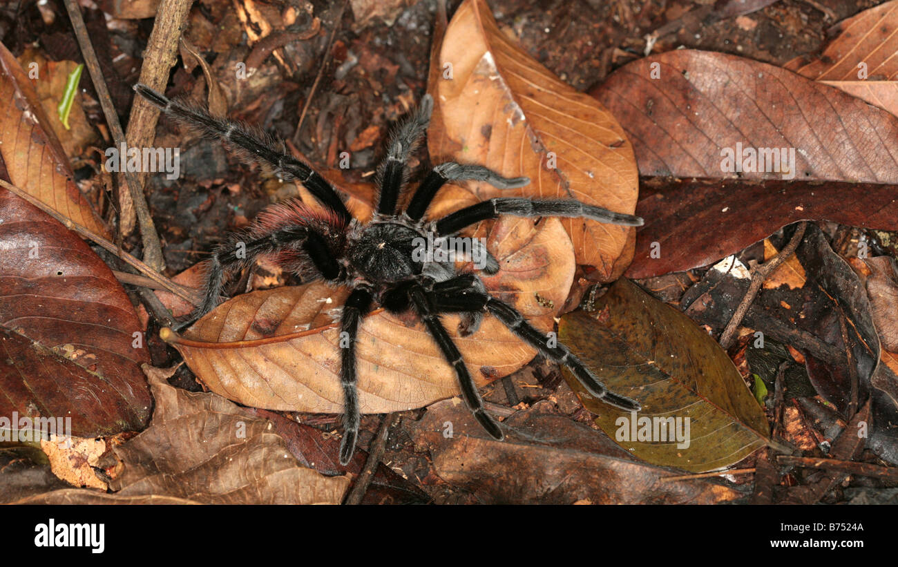 Sericopelma rubronitens spider visto a Panama la foresta pluviale. Foto Stock