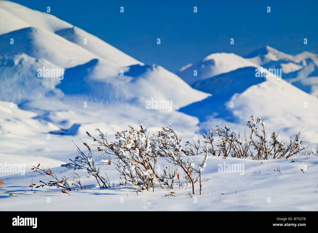 Natura invernale scena con salici sepolto sotto la neve intatta nel versante nord con Philip Smith montagne, STATI UNITI D'AMERICA. Foto Stock