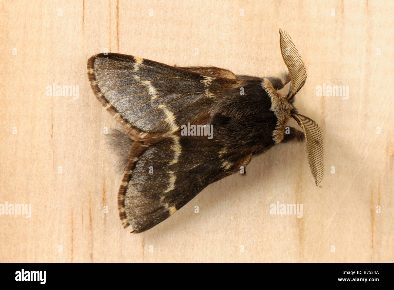 Dicembre moth Poecilocampa populi adulto nella metà inverno Foto Stock