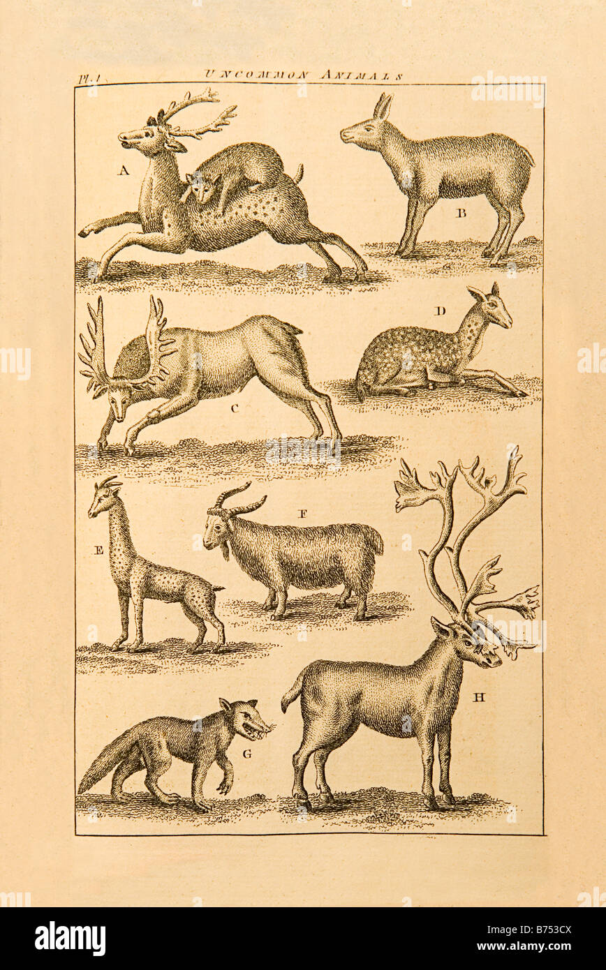 Un 1764 Londra Magazine incisione dei quali erano di pensiero di come gli animali rari. Per esempio, D. è un procione, E. è un opossum, Foto Stock