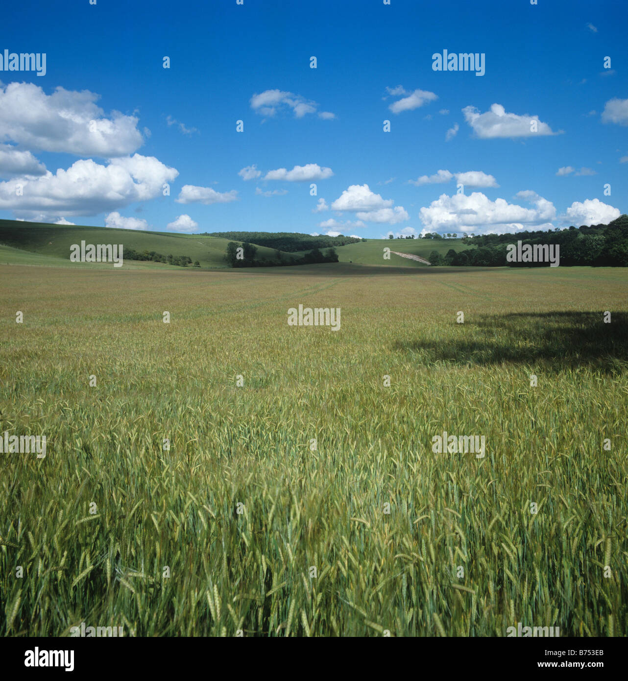 Vista su Berkshire downland raccolto di orzo in acerbo orecchio verde su un bel giorno di estate Foto Stock