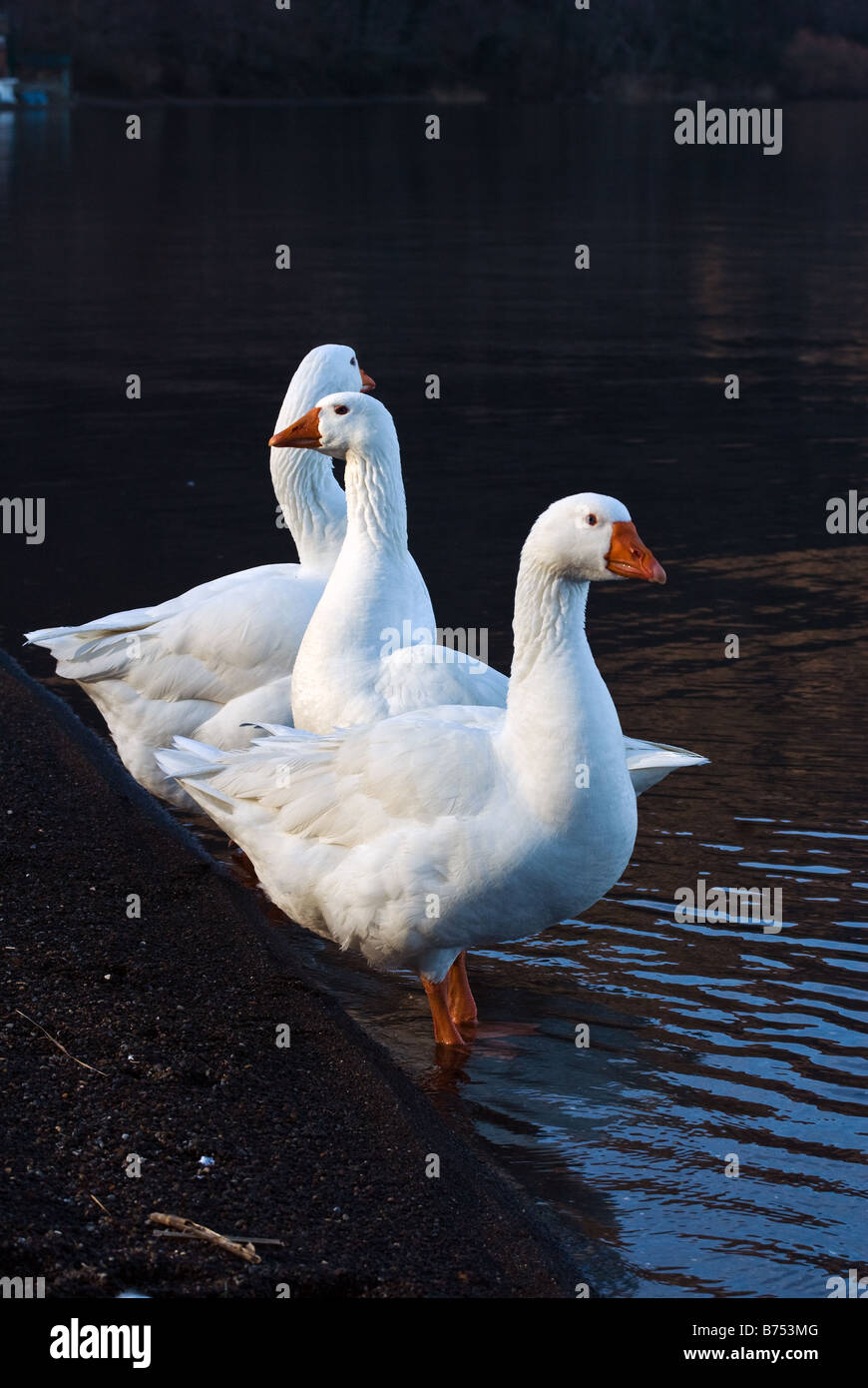 Oche domestiche nel lago di Vico in Italia Foto Stock