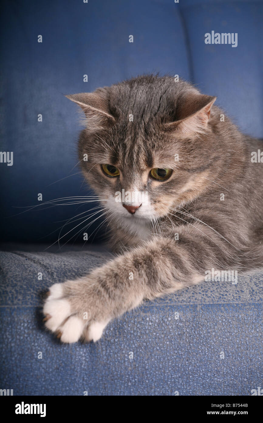Il gatto graffia un divano Foto stock - Alamy