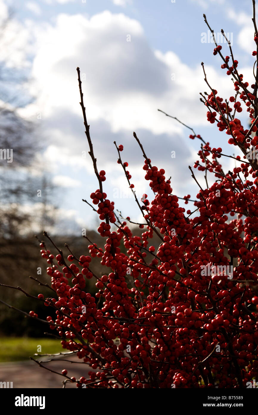 In inverno le bacche e le nuvole Foto Stock