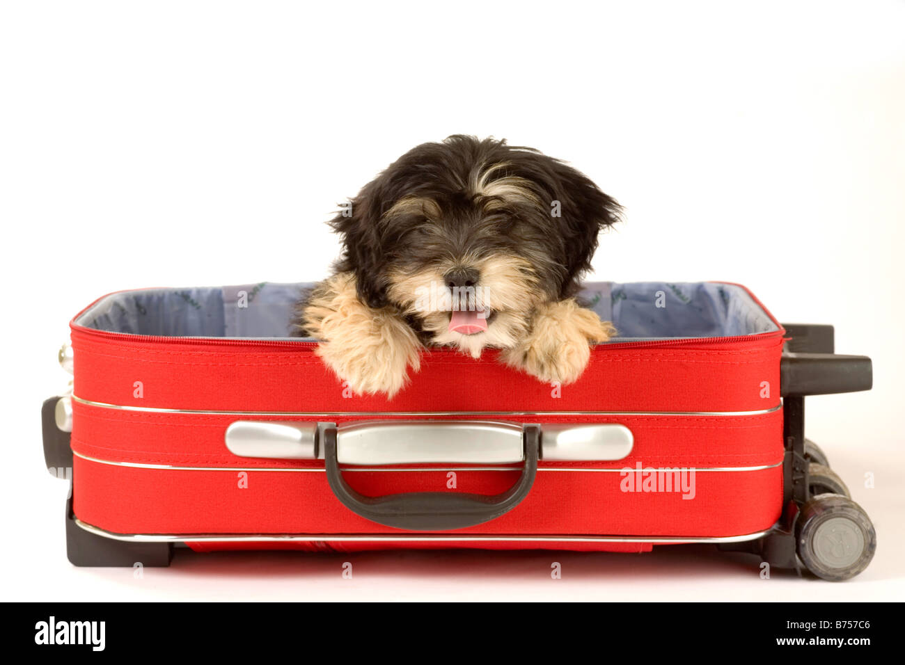 Puppy in valigia Foto Stock