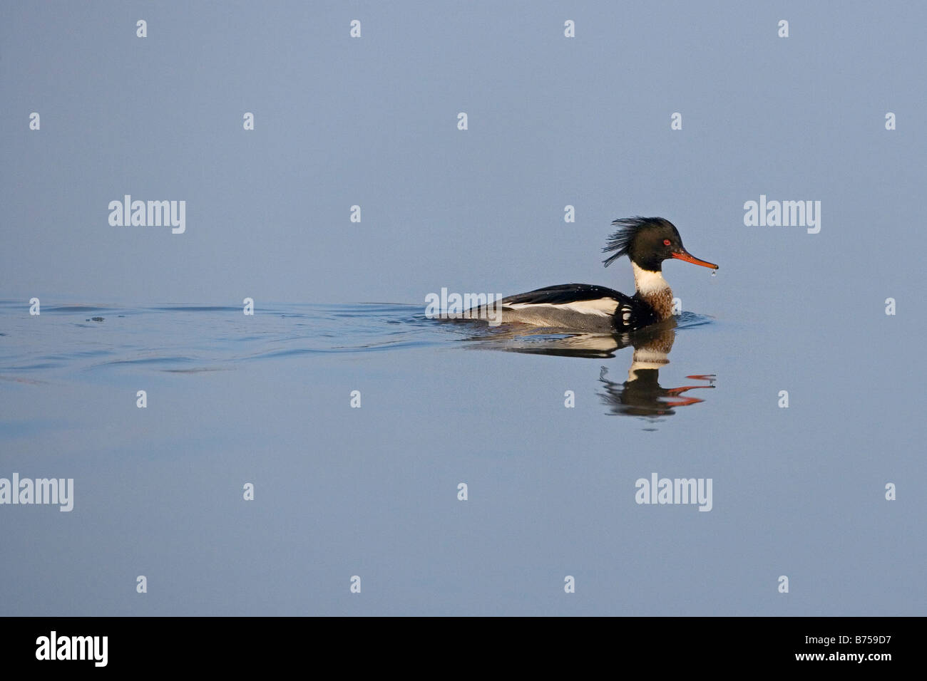 Red breasted Mergus merganser serrator alimentazione maschio nelle zone costiere creek Foto Stock