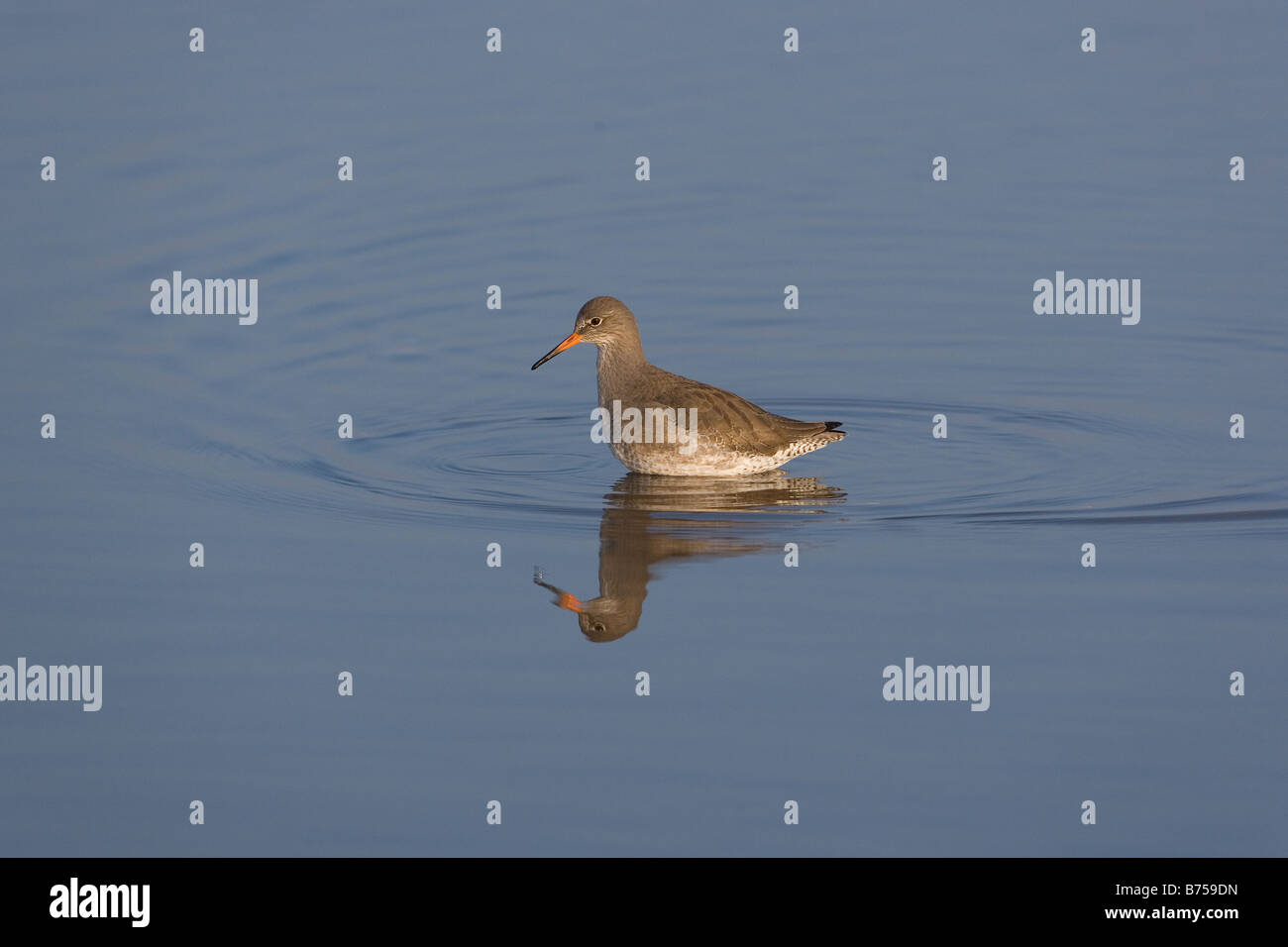 Redshank Tringa totanus alimentare nelle zone costiere creek in inverno Foto Stock