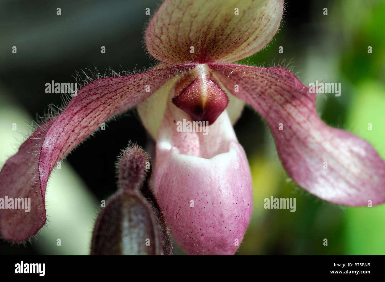 Phragmipedium phrag Orchid singolo fiore rosa verde fogliame Scarpetta di Venere Foto Stock