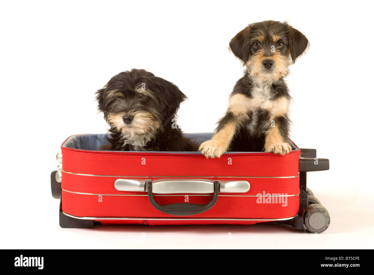 Due adorabili cuccioli fratelli in valigia Foto Stock