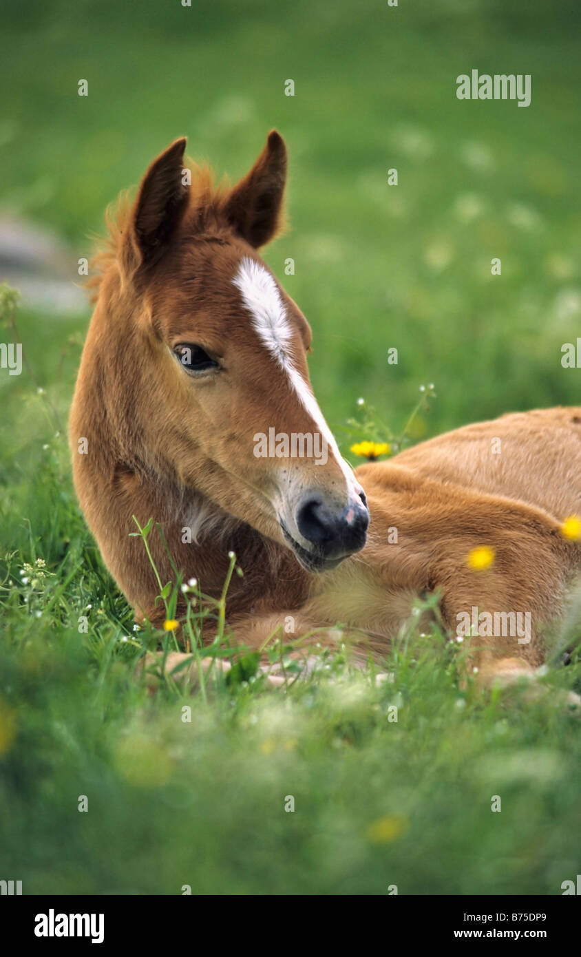 Fohlen Westfale vestfaliano puledro tedesco razza di cavalli Foto Stock