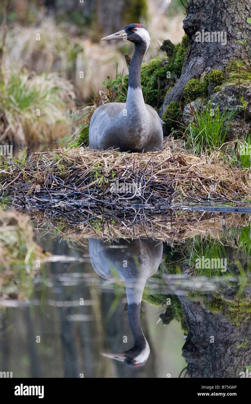 Comune eurasiatica gru grus grus Kranich Foto Stock