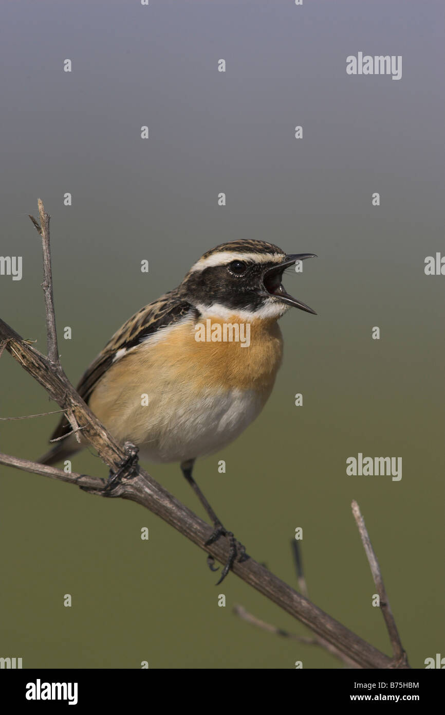 Braunkehlchen Whinchat Saxicola rubetra Foto Stock